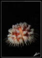 a bit of current in Cannibal Rock + a diver accidentally kicking with his fin a fire sea urchin + me being at the right time at the right spot = free floating fire urchin... 
